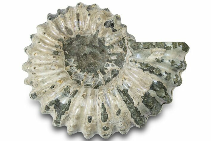 Bumpy Ammonite (Douvilleiceras) Fossil With Purple Iridescence #308898